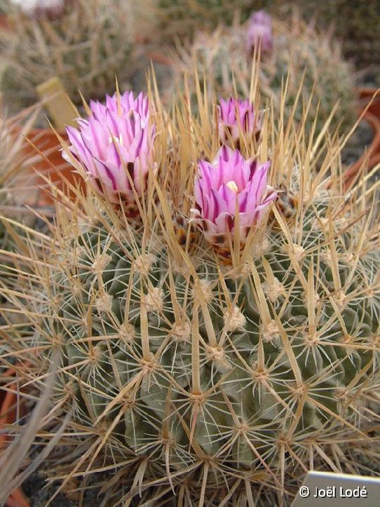 Echinofossulocactus sp Dscf634 (cf crispatus) JLcoll.1369